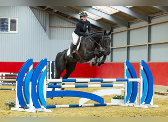 BWP (cheval de sang belge), Hongre, 5 Ans, 168 cm, Noir, in Waddinxveen,