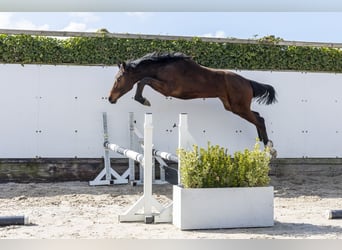 Zangersheide, Stallone, 1 Anno, 152 cm, Baio, in Waddinxveen