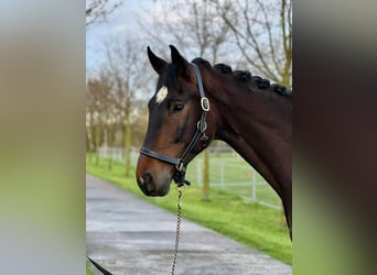 Gelding 7 years