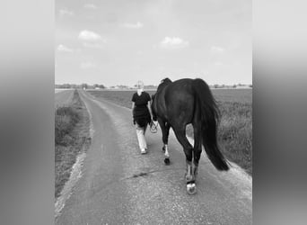 Reitbeteiligung gesucht (RsP)