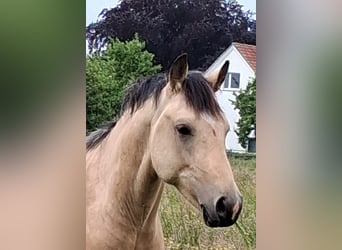 Hengst 2 Jahre