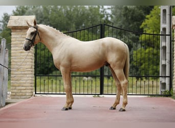 German Riding Pony, Stallion, 3 years, 14.1 hh, Palomino, in Izsak,