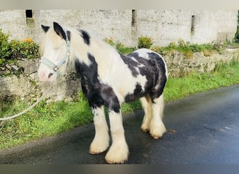 Cob, Wallach, 7 Jahre, 130 cm, Schecke, in Sligo,