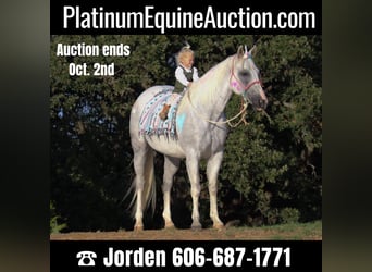 American Quarter Horse, Wallach, 14 Jahre, 152 cm, Schimmel, in Cleburne TX,