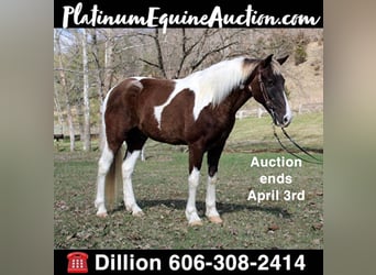Spotted Saddle Horse, Hongre, 12 Ans, Tobiano-toutes couleurs, in MOunt vernon KY,