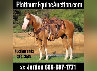 Quarter horse américain, Hongre, 9 Ans, 147 cm, Palomino, in Cleburne tx,