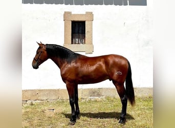 Andalou, Étalon, 3 Ans, 178 cm, Bai cerise, in Teruel,