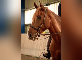 Cruzado, Stute, 9 Jahre, 162 cm, Fuchs, in Sterup