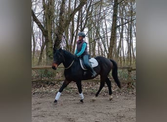 Polski koń sportowy, Wałach, 4 lat, 170 cm, Gniada, in Leszno Dolne
