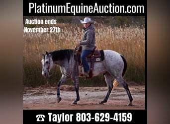 Quarter horse américain, Hongre, 9 Ans, 150 cm, Gris pommelé, in Canyon TX,