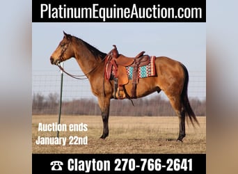 Quarter horse américain, Hongre, 14 Ans, 152 cm, Buckskin, in Sonora KY,