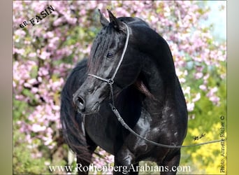 GOLDPRÄMIERTER RAPPHENGST reinerbig ohne Abzeichen, Straight Egyptian, Stallion, Black, in Monheim,