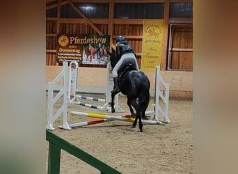 Suche Reitbeteiligung nähe/in Rostock 