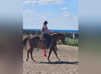 Hallöchen, ich suche ein liebes Pferdchen um das ich mich 2x die Woche ein bisschen kümmern darf