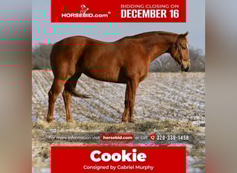 Quarter horse américain, Jument, 6 Ans, 157 cm, Alezan cuivré, in Cannon Falls,