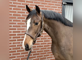 Oldenburger, Hengst, 3 Jaar, 167 cm, Bruin, in Zieuwent