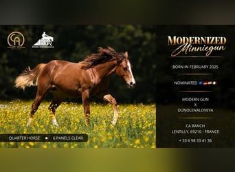 American Quarter Horse, Stute, 1 Jahr, Fuchs, in Lentilly