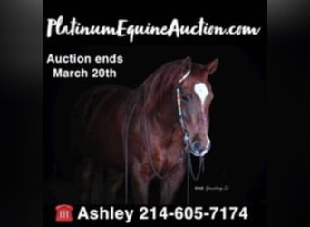 Quarter horse américain, Hongre, 16 Ans, Alezan cuivré, in Weatherford, TX,