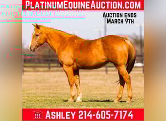 American Quarter Horse, Klacz, 12 lat, Izabelowata, in Weatherford TX