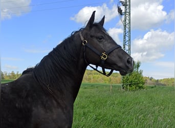 Merrie 7 Jaar