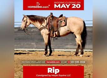 American Quarter Horse, Gelding, 5 years, 15 hh, Buckskin, in La Motte,