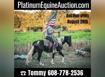 Quarter horse américain, Hongre, 7 Ans, 155 cm, Tobiano-toutes couleurs, in Charlotte IA,