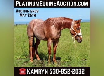 American Quarter Horse, Ruin, 3 Jaar, Roan-Red, in Pleasant Grove CA,