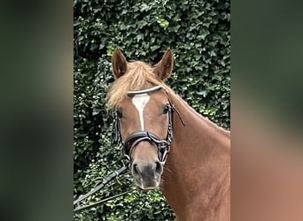 Deutsches Reitpony, Stute, 4 Jahre, 140 cm, Fuchs, in Suhlendorf