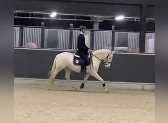 Belgian Riding Pony, Gelding, 5 years, 14.1 hh, Cremello, in Westkerke,