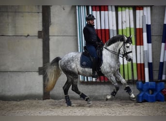 PRE, Stallion, 7 years, 16 hh, Gray-Blue-Tan, in Namur,