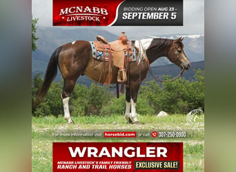 American Quarter Horse, Wallach, 8 Jahre, 152 cm, Buckskin, in Cody, WY,