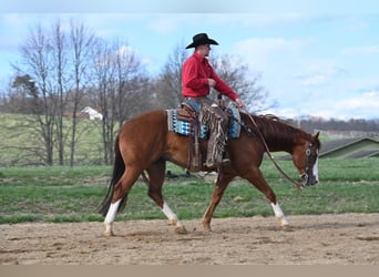 American Quarter Horse, Gelding, 7 years, 15.1 hh, Chestnut, in Jackson OH,