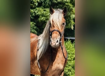 Weitere Ponys/Kleinpferde, Stute, 4 Jahre, 146 cm, Buckskin, in Békéscsaba