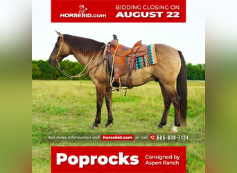 Quarter horse américain Croisé, Hongre, 12 Ans, 145 cm, Grullo, in Valley Springs, SD,