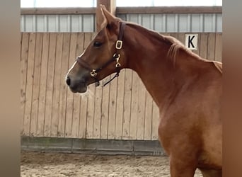 Trakehner, Stute, 2 Jahre, 158 cm, Fuchs, in Gro&#xDF;enkneten