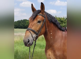 Polish Warmblood, Gelding, 4 years, 16,1 hh, Brown, in Enger
