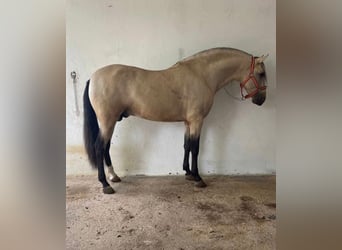 PRE, Stallion, 5 years, 15.3 hh, Dun, in Tarifa,