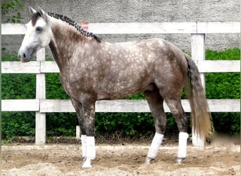 PRE, Hongre, 6 Ans, 169 cm, Gris, in Bochum