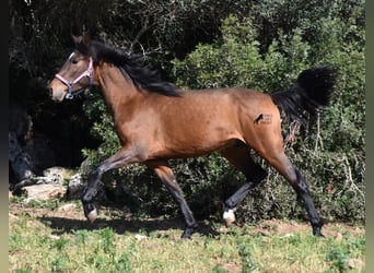 Andalusian, Stallion, 3 years, 15.2 hh, Brown, in Menorca,