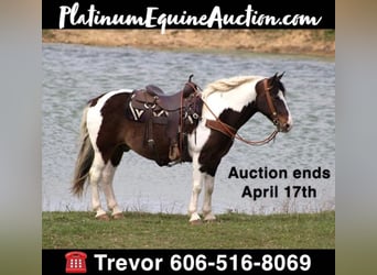 Tennessee walking horse, Ruin, 9 Jaar, Tobiano-alle-kleuren, in Whitley City, KY,