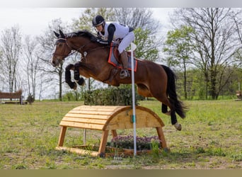 Hanoverian, Mare, 8 years, 16,1 hh, Brown, in Neukirchen-Vluyn,