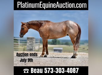 Quarter horse américain, Hongre, 10 Ans, 150 cm, Rouan Rouge, in Sweet Springs, MO,