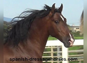 PRE Mix, Stallion, 5 years, 16 hh, Brown, in Barcelona,