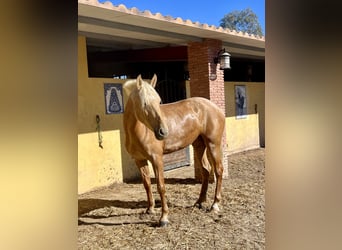 PRE, Yegua, 4 años, 165 cm, Palomino, in Sorbas