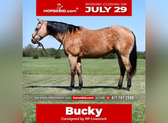 American Quarter Horse, Wallach, 12 Jahre, 152 cm, Buckskin, in Buffalo, MO,