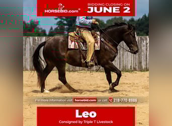 Percheron Mix, Gelding, 5 years, 16.2 hh, Brown, in Nevis, MN