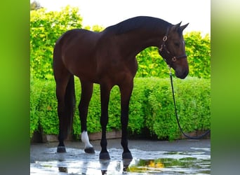 Hannover, Giumenta, 5 Anni, 165 cm, Baio, in Medzilaborce