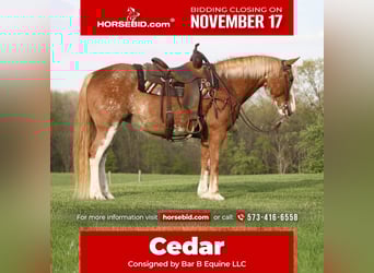 American Quarter Horse Mix, Stute, 12 Jahre, 150 cm, Sabino, in Owensville