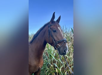 Ruin 5 Jaar Ruin 5 Jaar