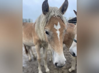 Haflinger, Stute, 2 Jahre, 149 cm, , in Trebbin